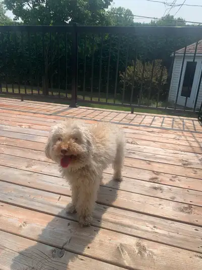 Urgent caniche miniature hypoalergenique, View more