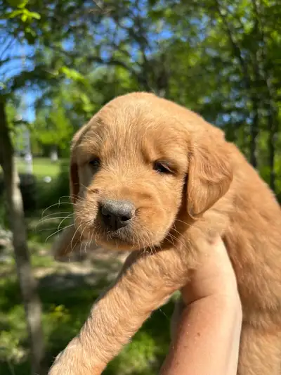 Golden Retriever Puppies, View more