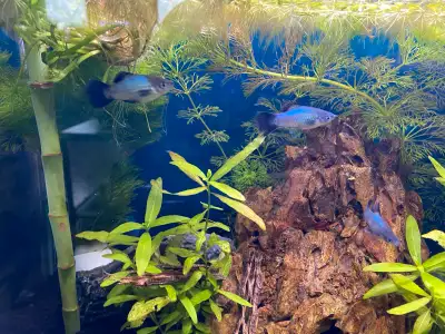 Three beautiful healthy males. Blue bodies, black fins and tail. Pictures taken today, June 10 Went...