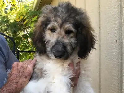 wolfadoodles, 1 female puppy left!!, View more