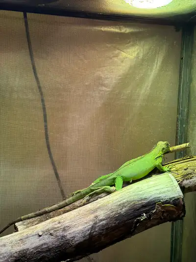 Green Iguana with Enclosure, View more