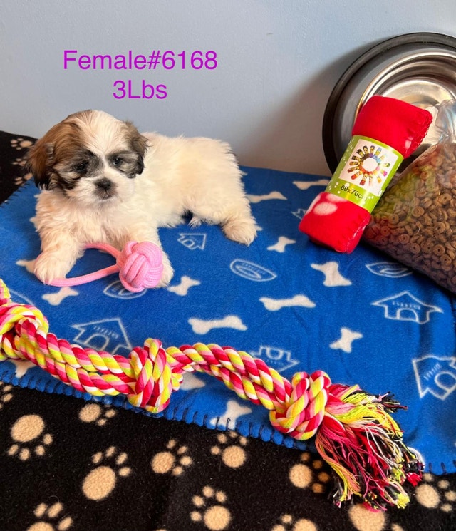 BICHON SHIH TZU PUPPIES Edmonton Dogs & Puppies for Rehoming