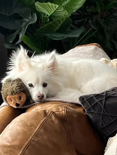 American Eskimo Looking for a Loving Home (Bear), View more