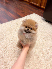 Pomeranian (sold out)