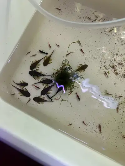 crevettes shrimps Fish tank cleaner, View more