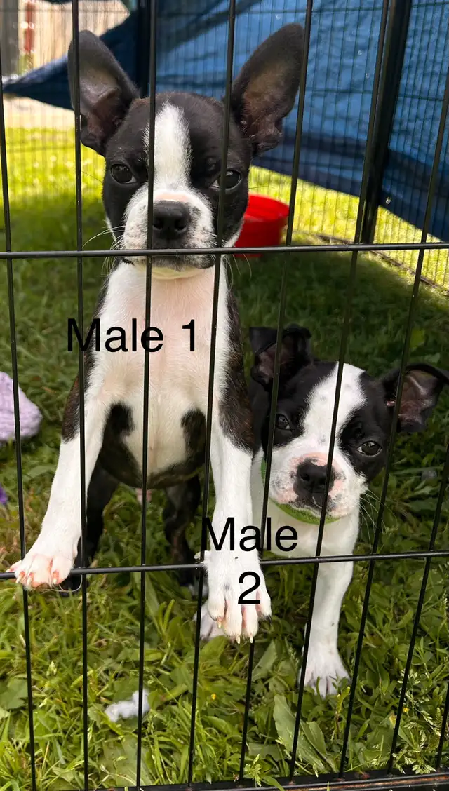 READY ( Boston terrier ) in Dogs & Puppies for Rehoming in Ottawa - Image 3