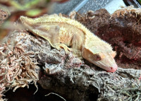 Crested Gecko