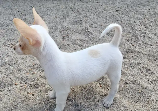 chihuahua croisé teckel in Dogs & Puppies for Rehoming in Laurentides - Image 9