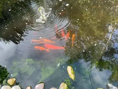 koi for sale, View more