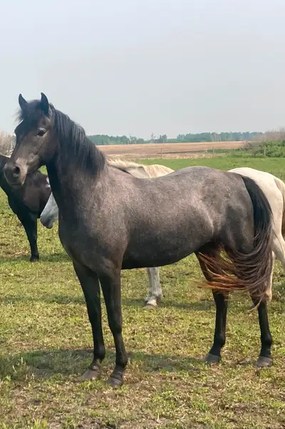 Purebred Registered 2yo GREY Morgan Filly, View more