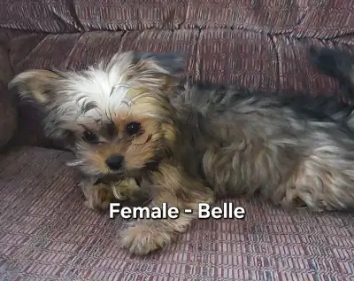 Rare Colored Yorkshire/Biewer Yorkie Puppies, View more