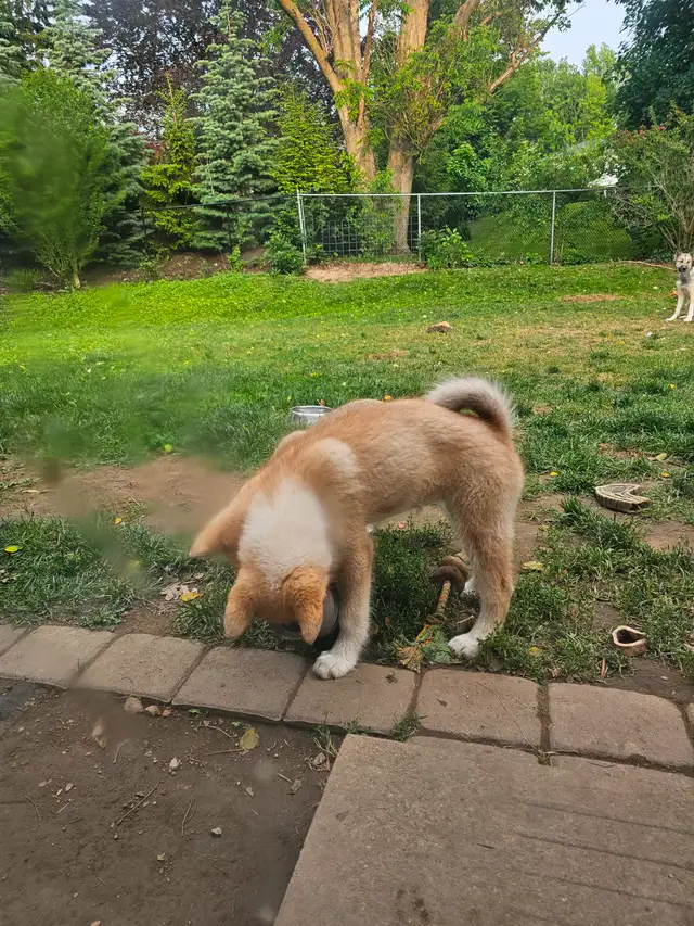 RARE Canadian Eskimo Puppy - Gorgeous  (F) in Dogs & Puppies for Rehoming in Hamilton - Image 9