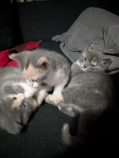 3 chatons, View more