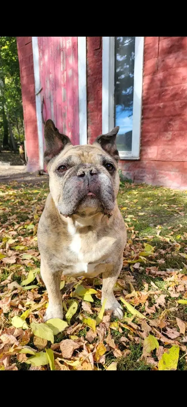 Missing bulldog in Lost & Found in Edmonton - Image 2