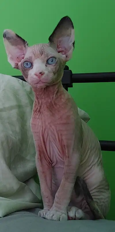 Devon Rex Sphyx, View more