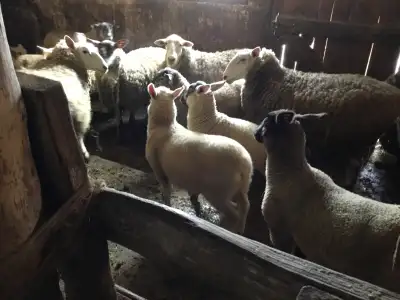 Lambs & goats for sale, View more