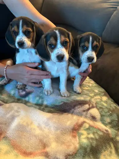 Beagle Puppies For Sale, View more