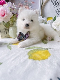 TOP Quality Teddy bear Samoyed puppies European blooline in Dogs & Puppies for Rehoming in Markham / York Region - Image 4