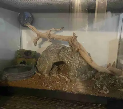 baby corn snake (need gonee), View more