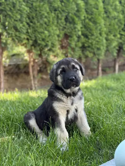 Bear puppies, View more