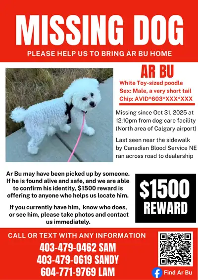 Missing Dog at North area of airport - 5 months, View more
