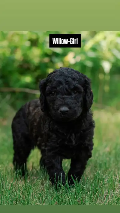 Beautiful F1B Goldendoodles (Delivering to Edmonton on July19), View more