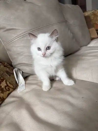 Rangdoll kittens available , View more