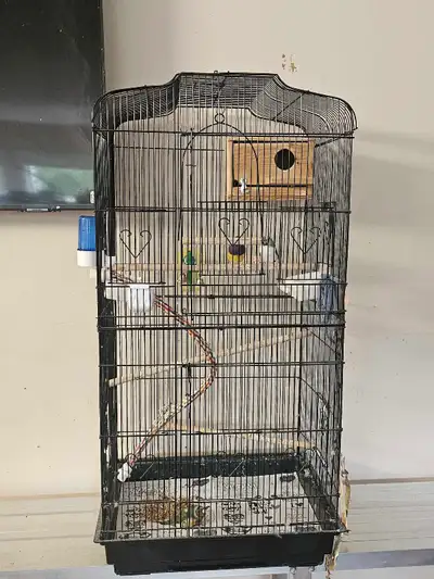 pair of Finch birds for sale $100 including case , View more