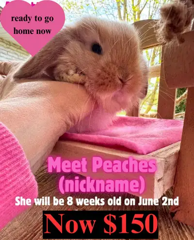1 of the 5 purebred holland lop babies is left and she’s ready to go now! They are 8 weeks old as of...