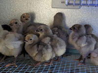 Lavender Orpington chicks  $10 each