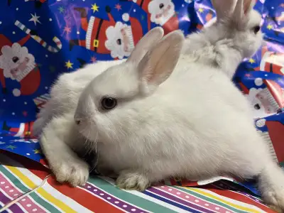 About 2 months old, eating rabbit pellets, hay and fresh vegetables Price: $50 each or if you buy 2...