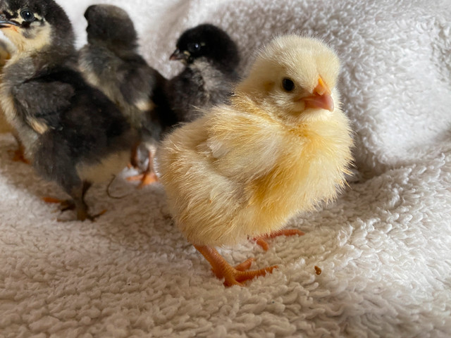 Hatching Eggs Available in Livestock in Kawartha Lakes - Image 4