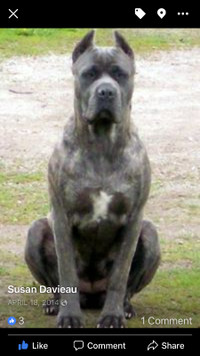 Purebred Cane Corso Registered