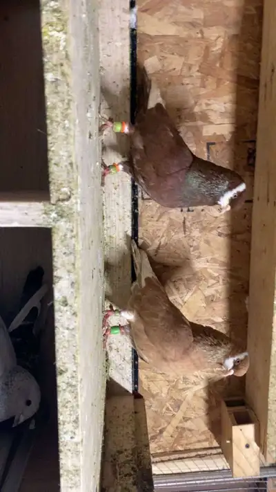 American Rollers pigeons