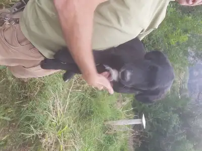 Golden Retriever/Australian Shepherd cross puppies, View more