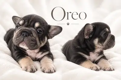  Bouledogue français, View more