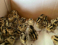 Preorder Ringneck Pheasant chicks/eggs 