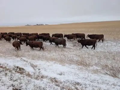 Farm Hand - Dykshoorn Farms, View more