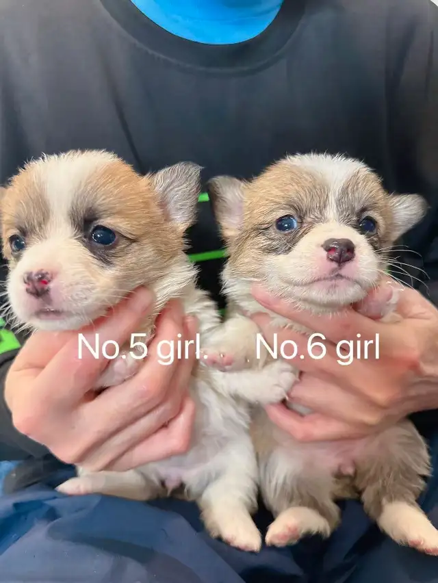 Welsh Corgi puppies ready to new home  in Dogs & Puppies for Rehoming in City of Toronto - Image 8