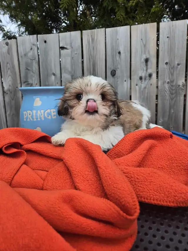 3 beaux SHIH TZU mâles (shihtzu, shih-tzu) in Dogs & Puppies for Rehoming in Laval / North Shore - Image 9