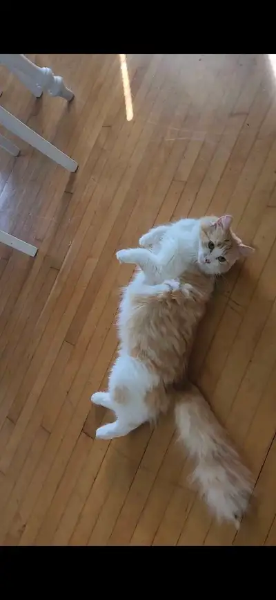 fifi needs to go ASAP, View more