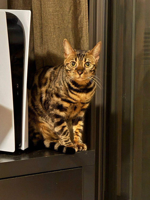 Chat à vendre dans Chats et chatons à adopter  à Laval/Rive Nord