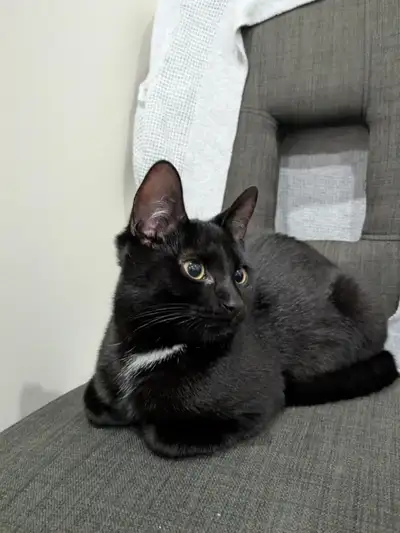 7 Month Old kitten, View more