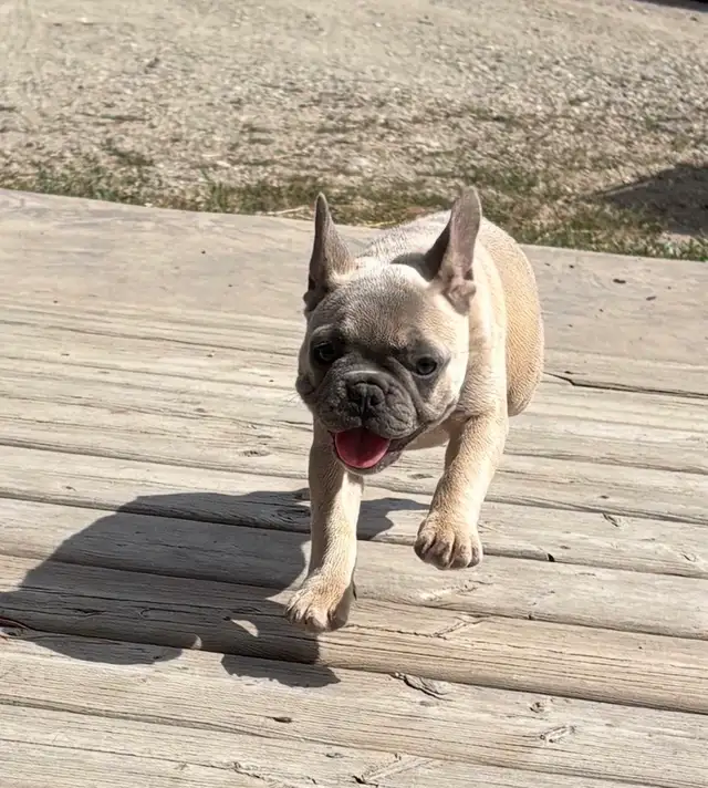 Frenchie pups in Dogs & Puppies for Rehoming in Penticton - Image 3