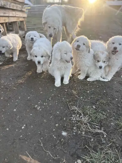 Pyrenees x maremma puppies, View more
