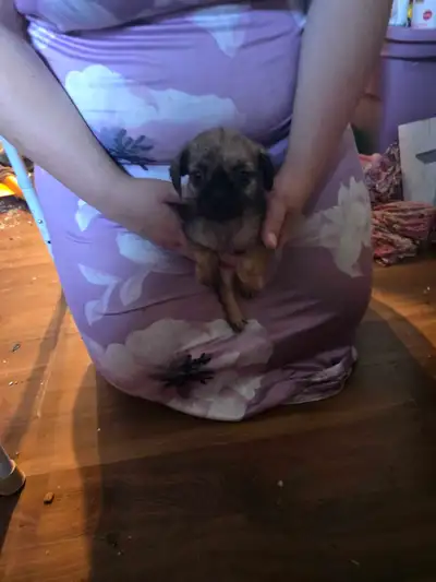 puppy for sell, View more