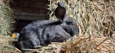 10 week old bunny rabbits for sale. Pick yours up today. Great Easter Gift! Mom is a New Zealand and...