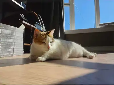 Loving Cat Looking for a New Home, View more