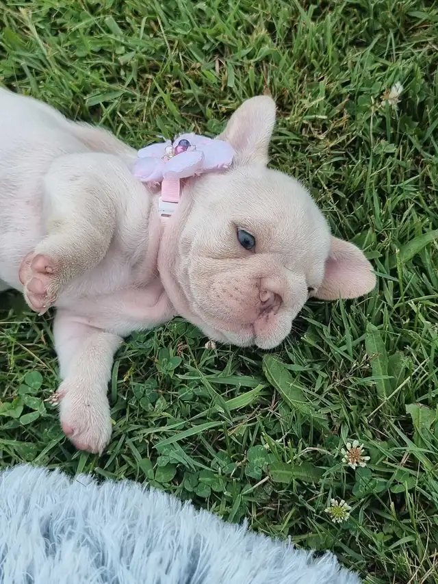 CKC French Bulldog Puppies in Dogs & Puppies for Rehoming in St. Catharines - Image 10