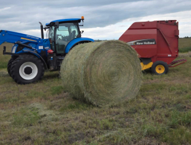 green feed! in Livestock in Red Deer - Image 3
